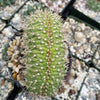 Trichocereus thelegonus Cristata