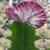 Grafted Euphorbia lactea crest