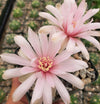 Gymnocalycium buenekeri