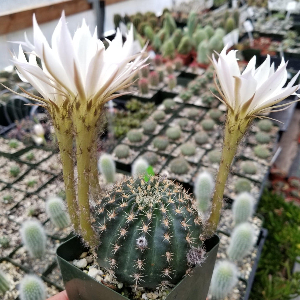 Lobivia or Echinopsis ancistrophora kratochviliana