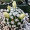 Mammillaria duwei