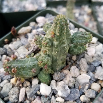 cactus plant that looks like little snakes Echidnopsis cereiformis