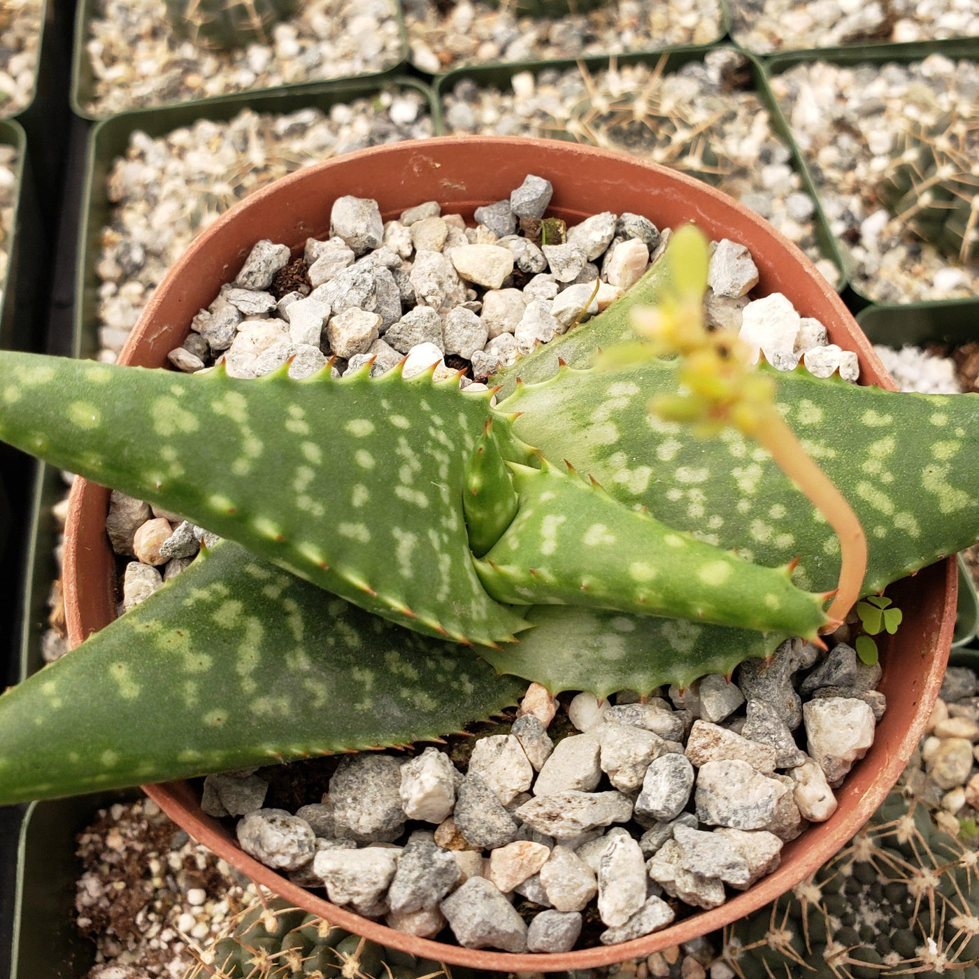 Aloe greatheadii davyana