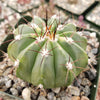 Melocactus caesius