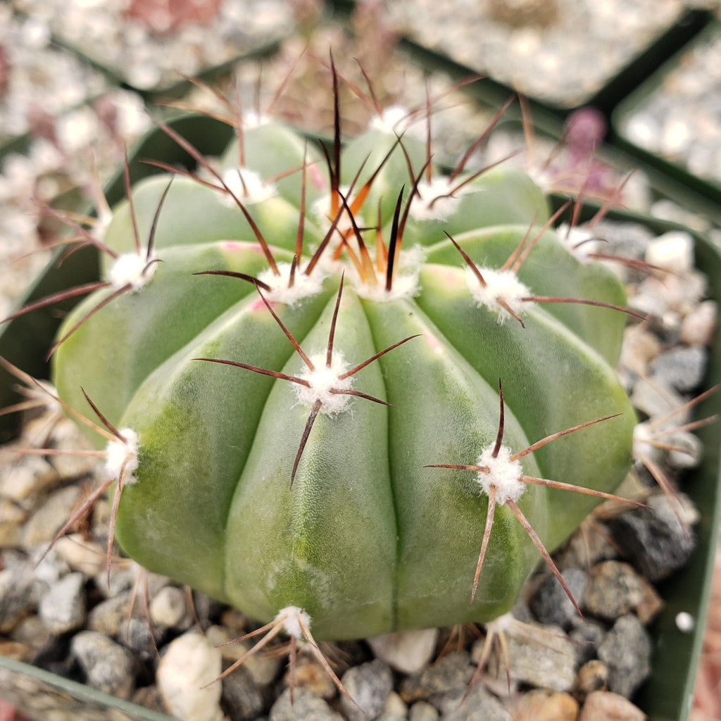 Melocactus caesius