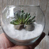 DIY succulent glass globe terrarium