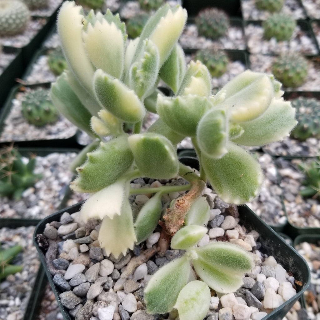 Variegated Bear Paw Succulent - Cotyledon ladismithiensis Variegata