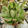 Echeveria agavoides