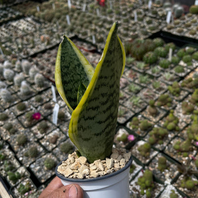 Snake Plant - Sansevieria trifasciata 'laurentii' - 6