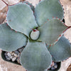 Agave truncata