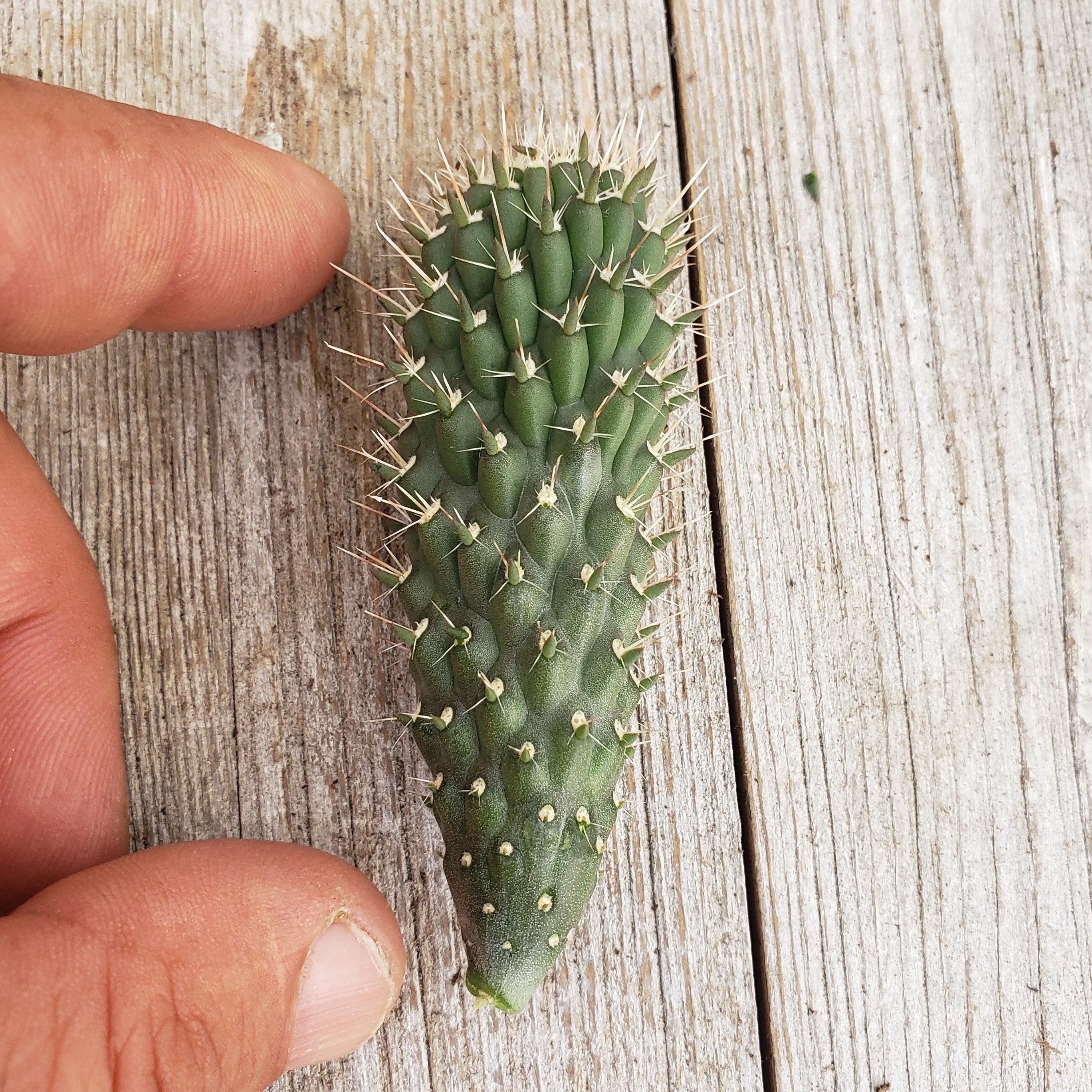 Opuntia fulgida cutting