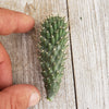 Opuntia fulgida cutting