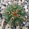 Gymnocalycium vatteri paucispinum