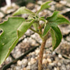 Adenia Volkensii