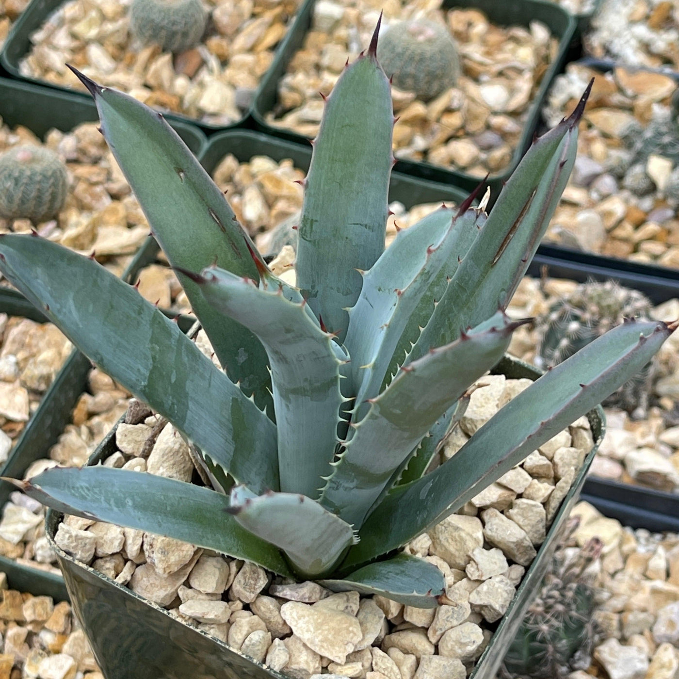 Agave macroacantha