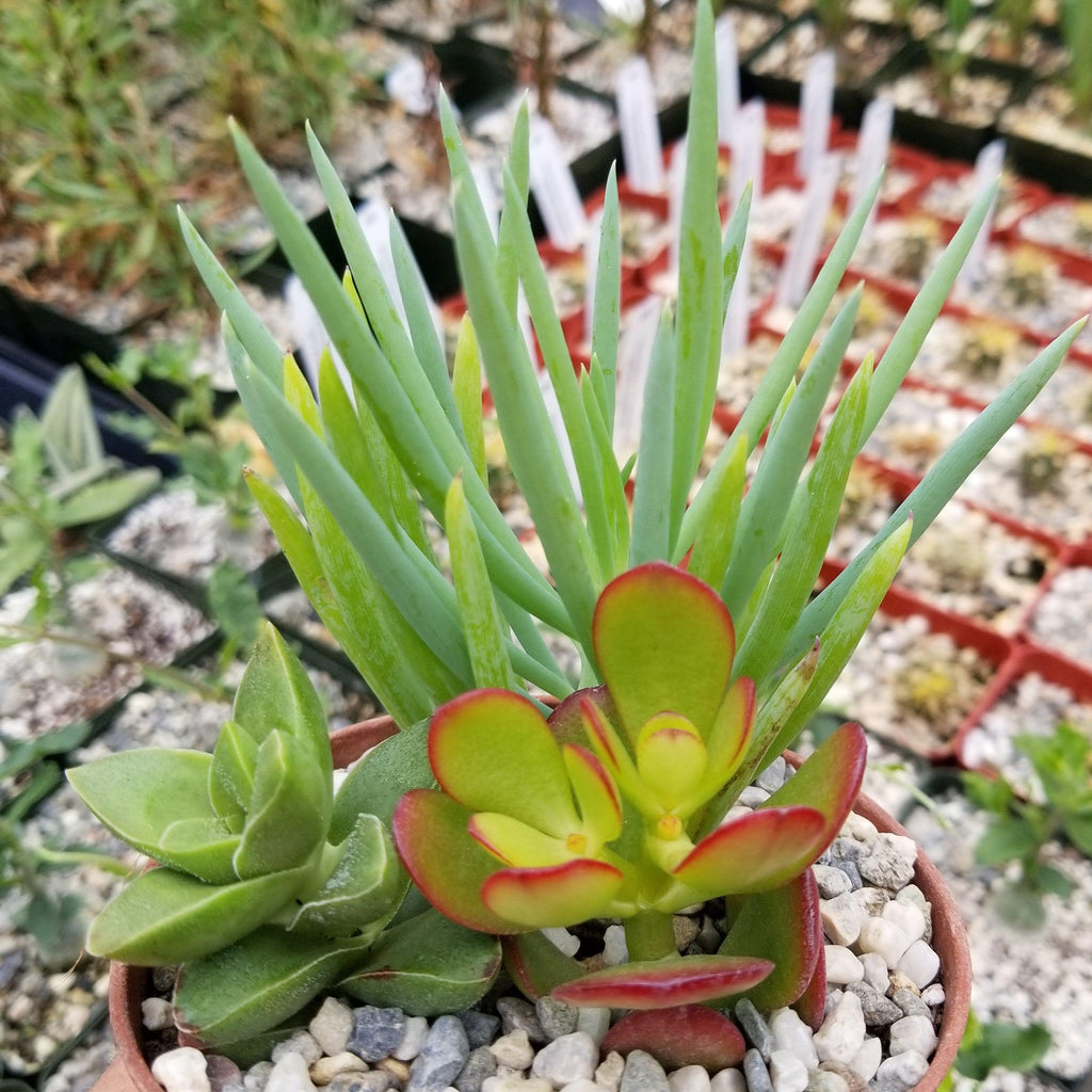 Succulent Garden Arrangement