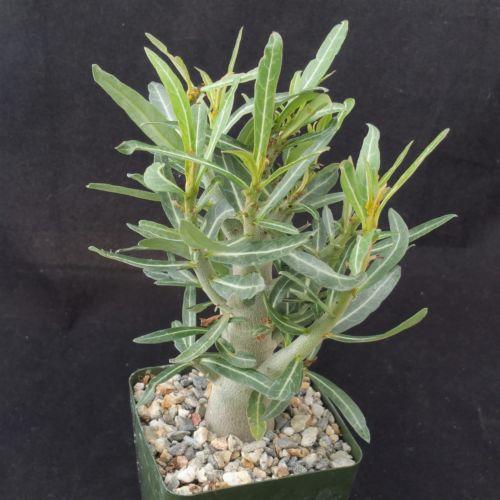 Adenium somalense