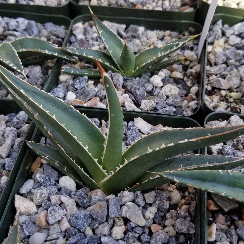 Agave triangularis Large