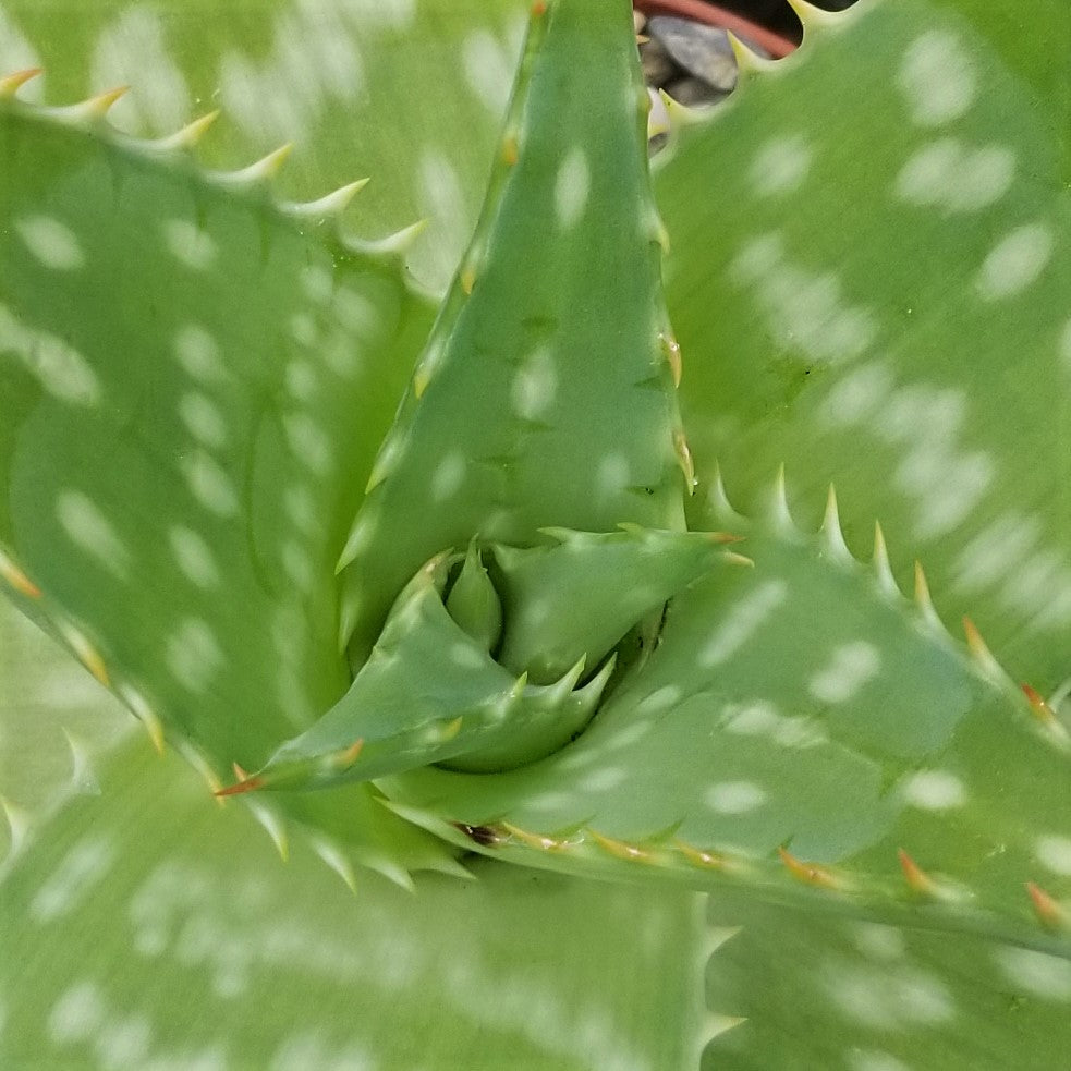 white spotted aloe vera plant Aloe maculata – Soap Aloe