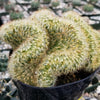 Brain Cactus - Mammillaria Elongata Cristata