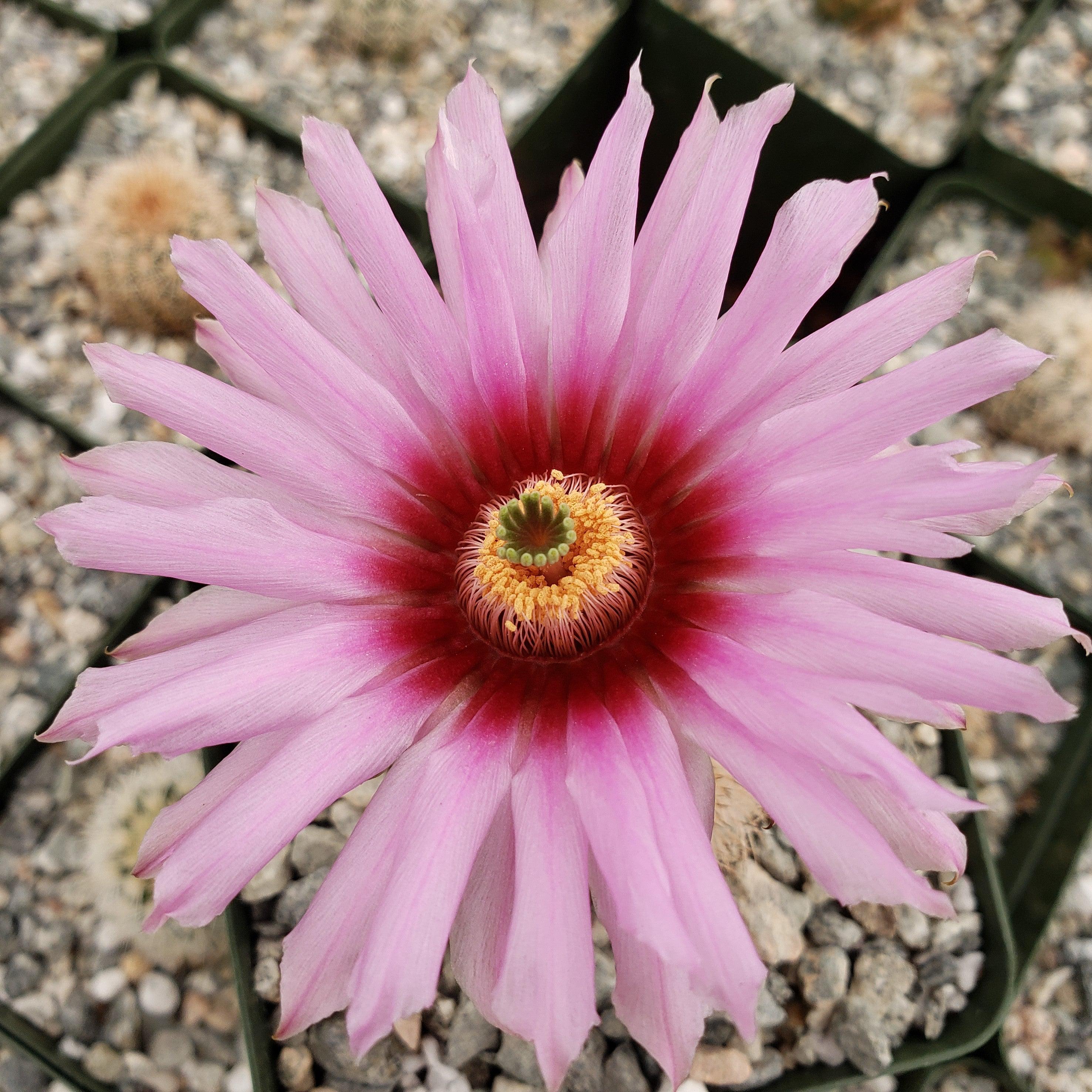 Echinocereus Fitchii