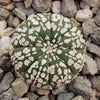 Astrophytum asterias Superkabuto