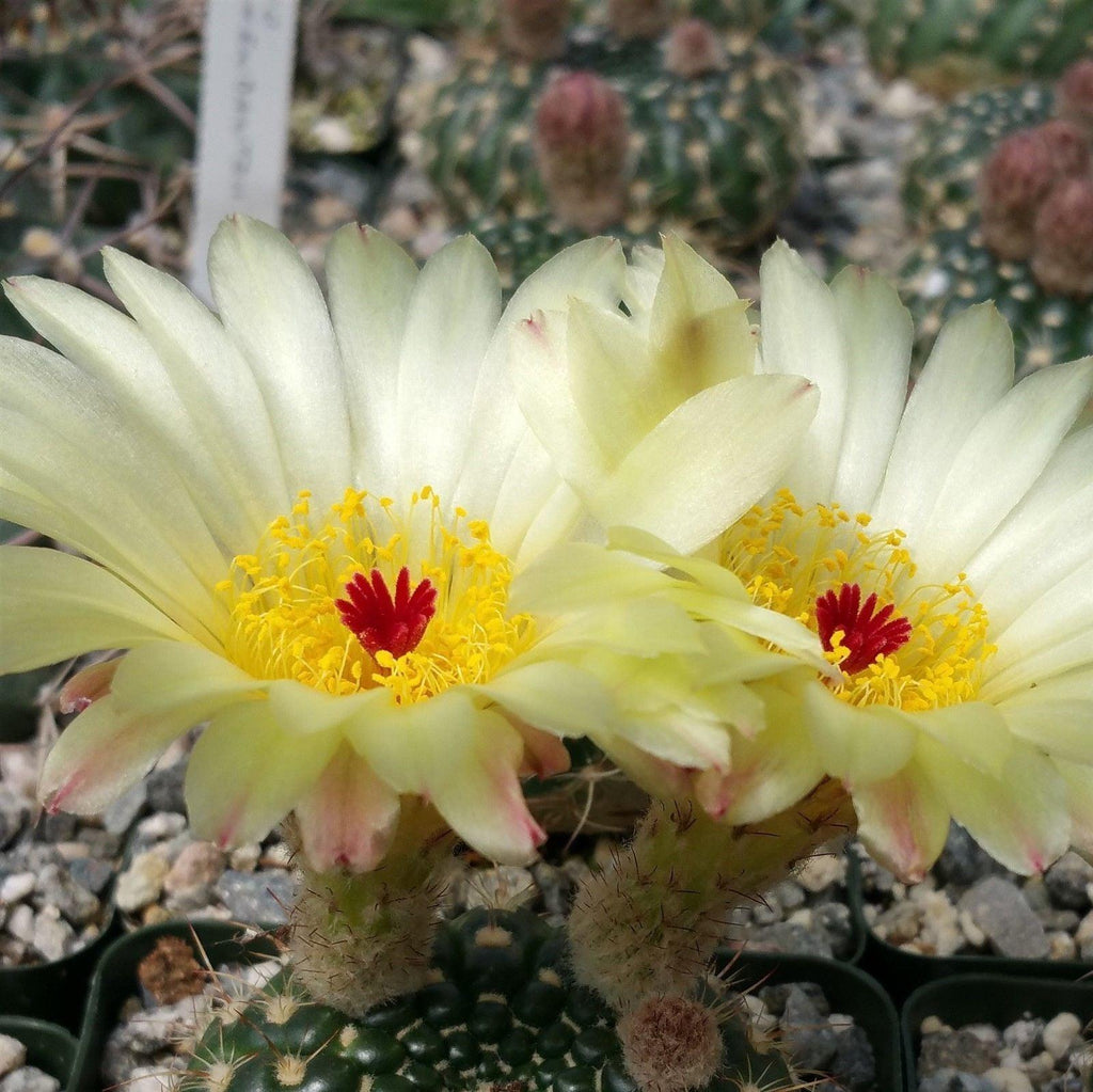 Notocactus concinnus