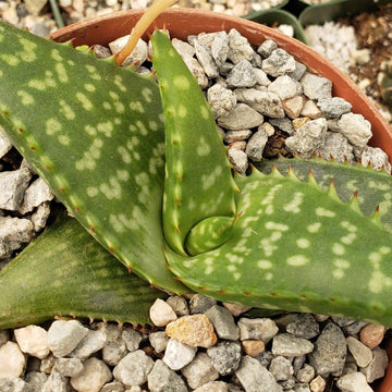 round aloe vera plant Buy Aloe greatheadii var davyana | Spotted aloe