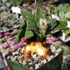 Aloinopsis rubrolineata