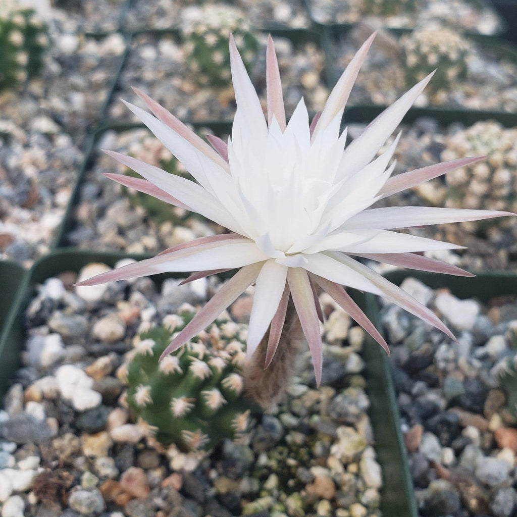 Pygmaeocereus bieblii