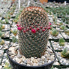 Mammillaria matudae