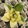 Haworthia cymbiformis variegata