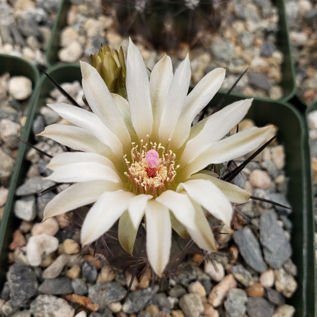 Neochilenia cachytaensis