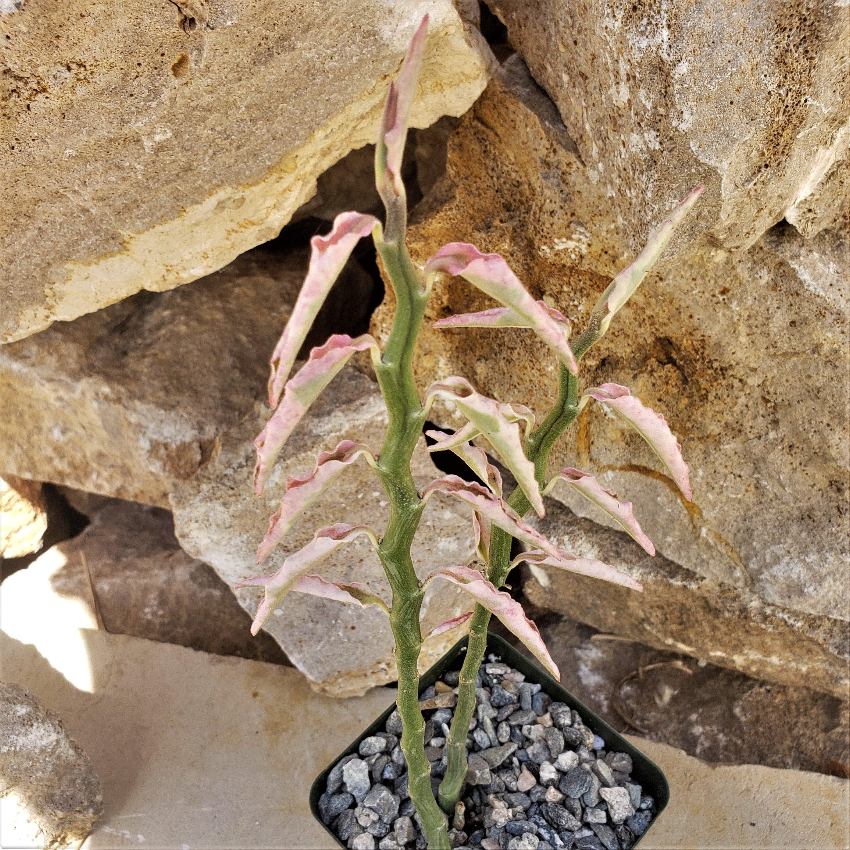 Pedilanthus tithymaloides variegated