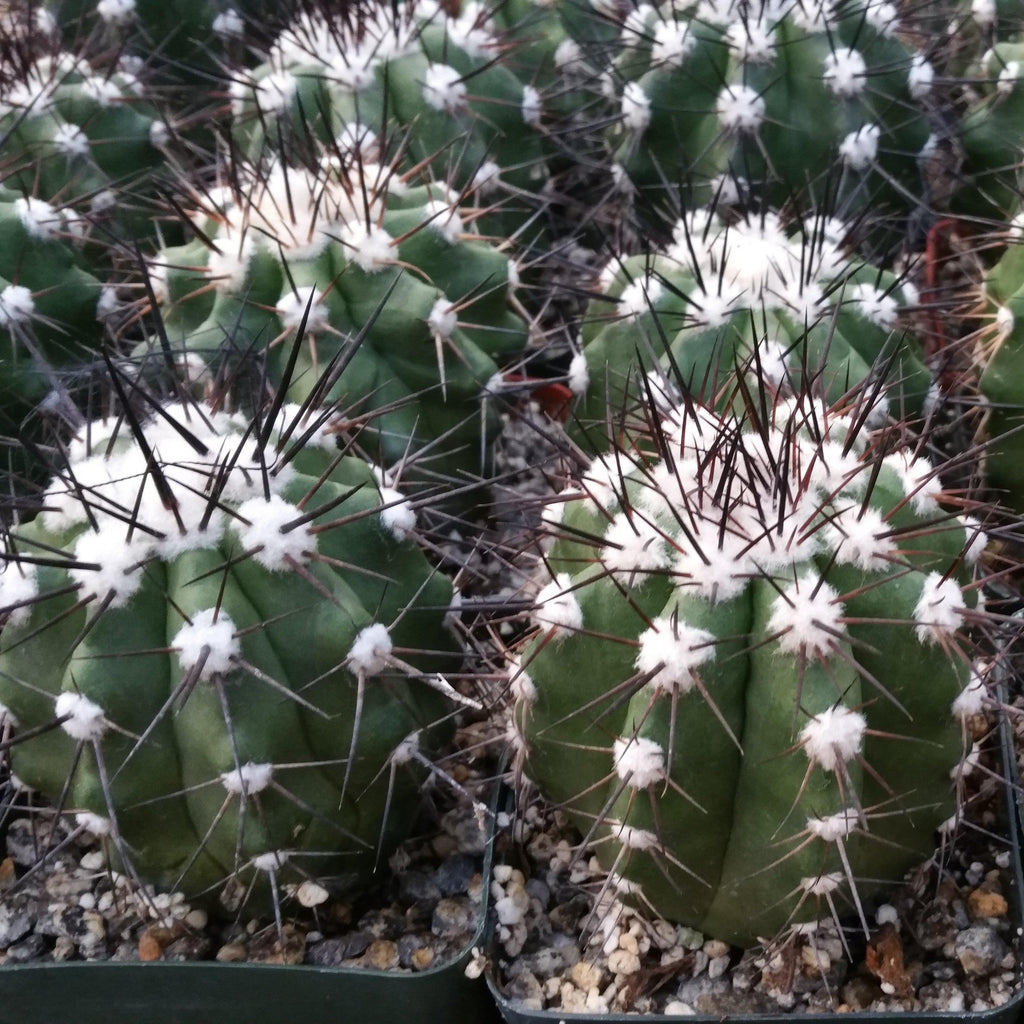 Copiapoa montana