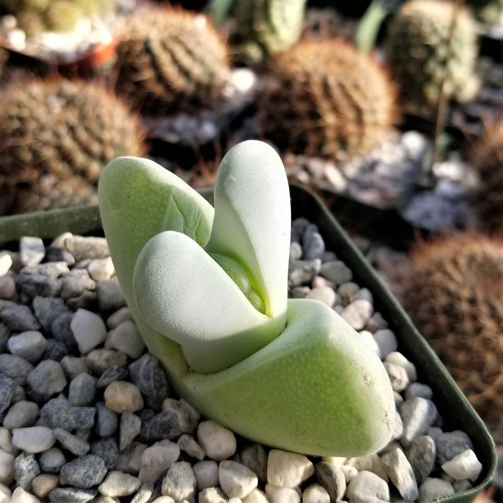 Cheiridopsis pillansii