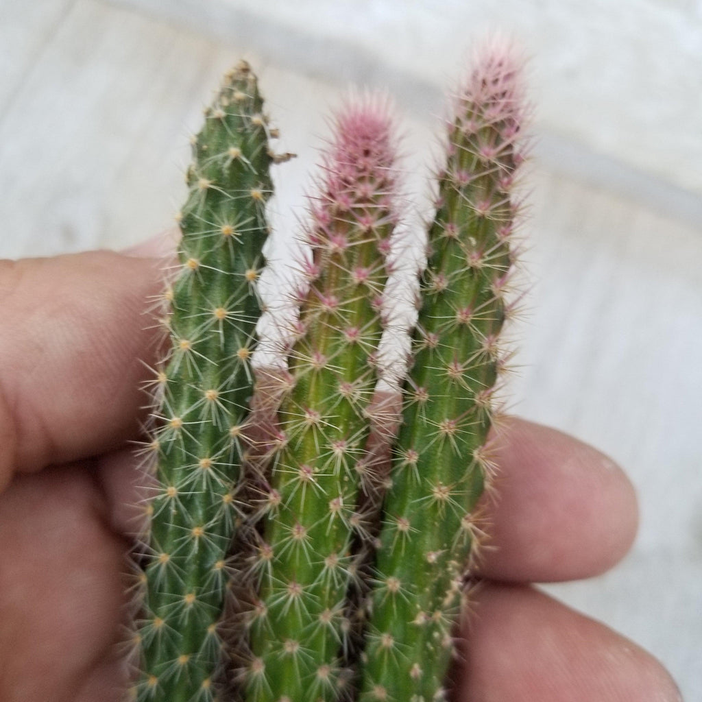 Aporocactus flageliformis rat 3 Cuttings