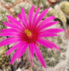 Mammillaria guelzowiana