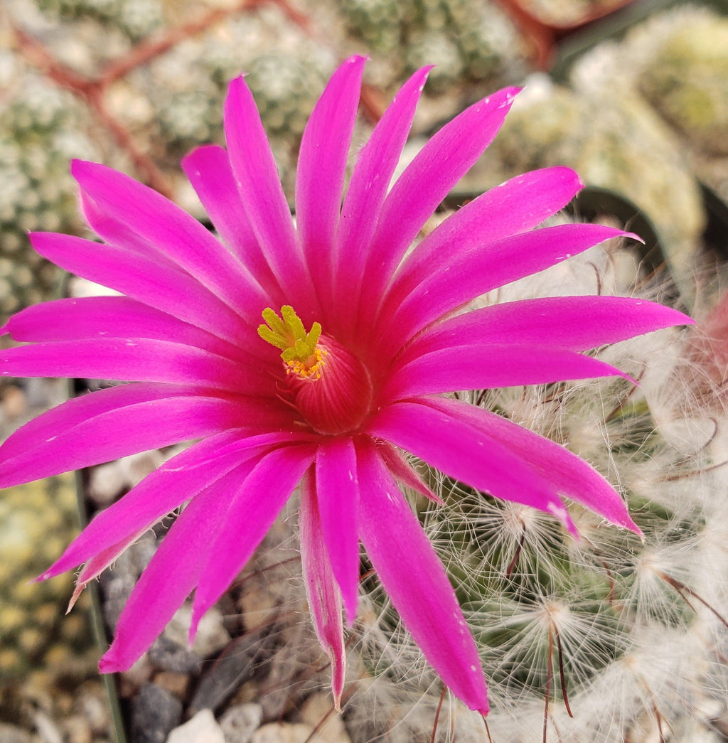 Mammillaria guelzowiana