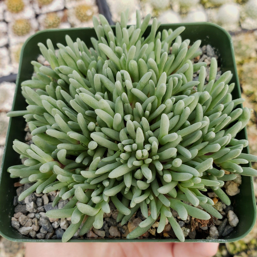 Delosperma sphalmanthoides