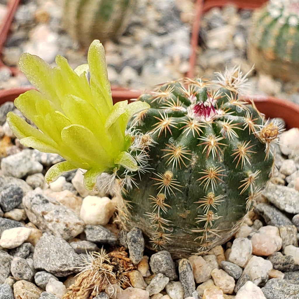Echinocereus viridiflorus montanus