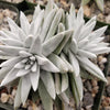 White Sprite Plant ‘Dudleya gnoma’