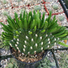 Opuntia subulata cristata