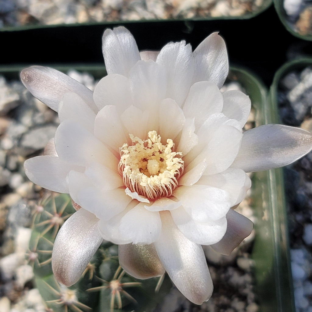 Gymnocalycium amerhauseri