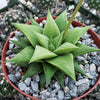 Haworthia rigida