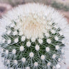 Mammillaria Pilcayensis