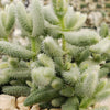 Delosperma echinatum variegata pickle plant