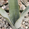 Blue agave - Agave Tequilana &