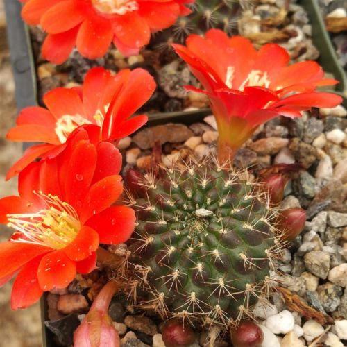Rebutia kupperiana