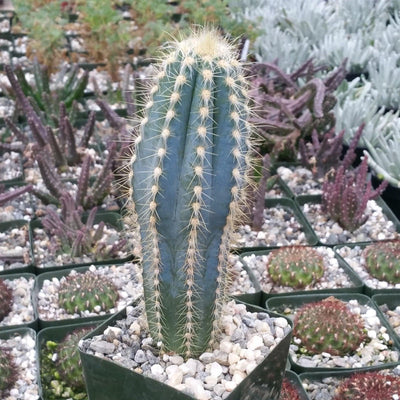 Blue Torch Cactus 'Pilosocereus pachycladus' -3